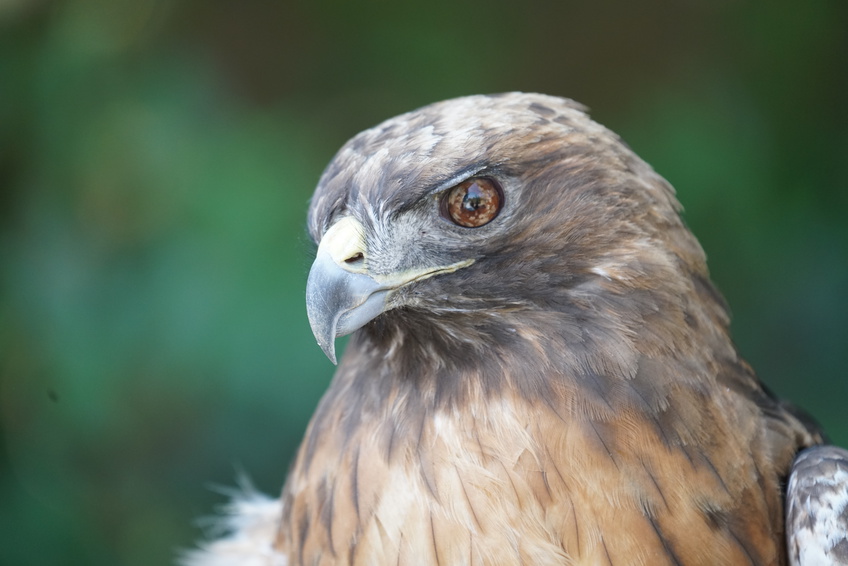Fed Hawks