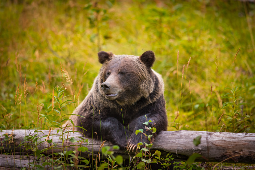 Bearish Market Backdrop