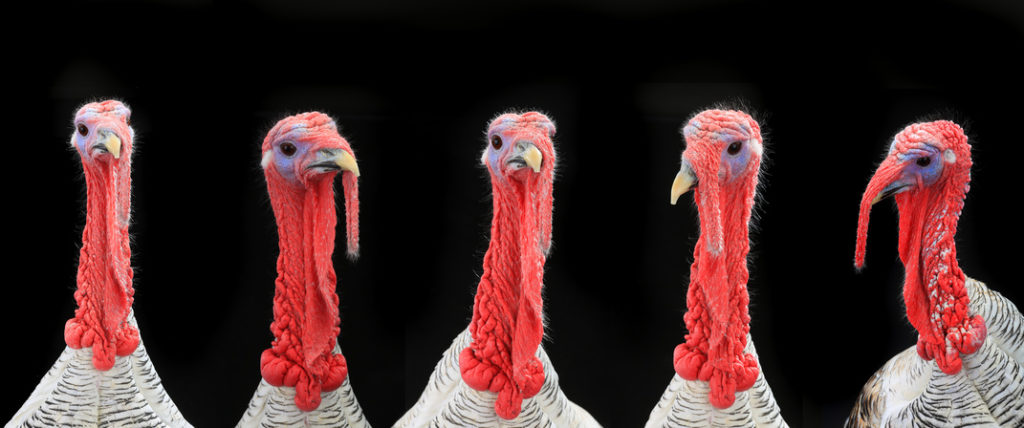portraits of turkey-cocks gray on a black background  (high-resolution images)