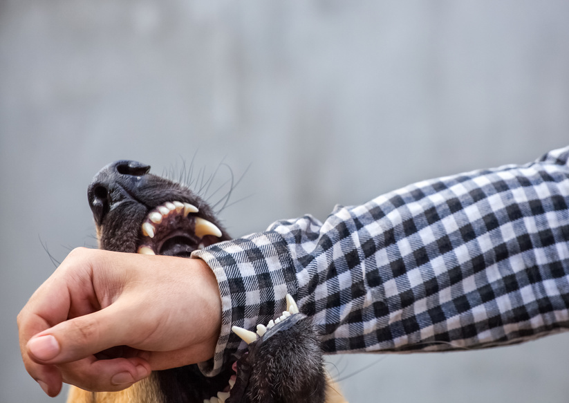 A male German shepherd bites a man by the hand.