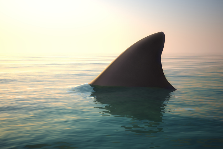 Shark fin above ocean water