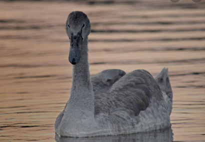 grey swans